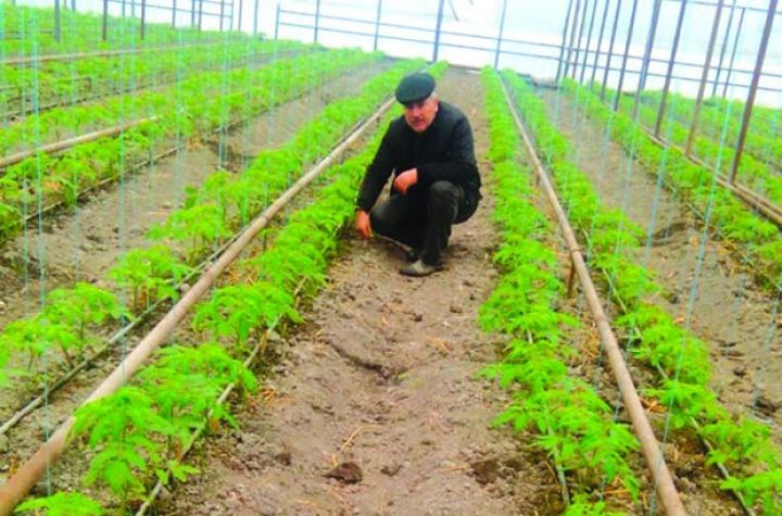 İstixanada orqanik pomidor yetişdirilir