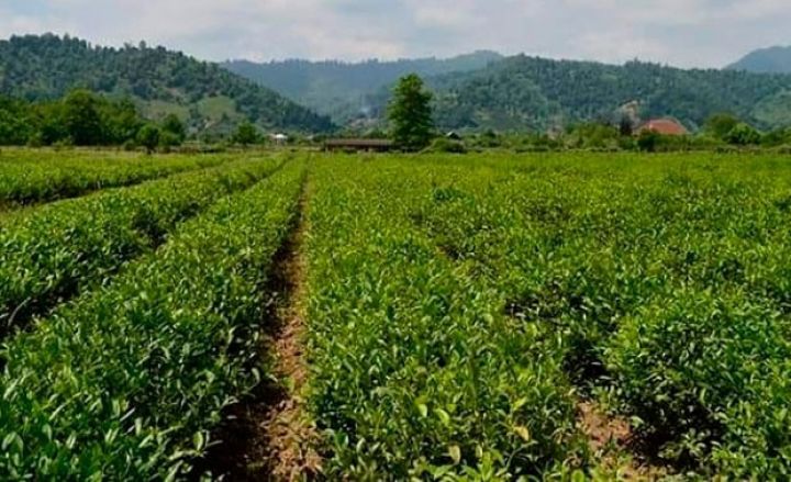 Astarada ilk çay yığımı başa çatıb