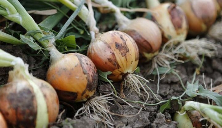 Azərbaycanda soğan kəskin ucuzlaşa bilər