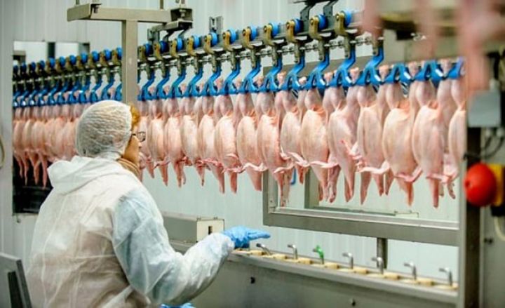 Fabriklərdə quş əti istehsalı azalıb