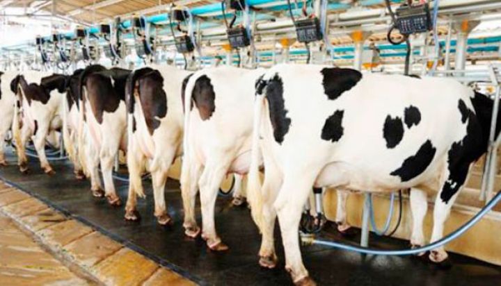 Azərbaycanda ət və süd istehsalı 2-3 faiz artıb