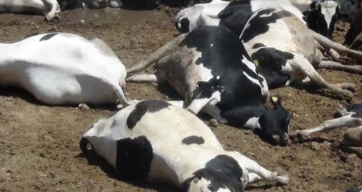 Goranboyun Dəvəçuxuru yaylağında fermerlər təşviş keçirirlər - YENİLƏNİB