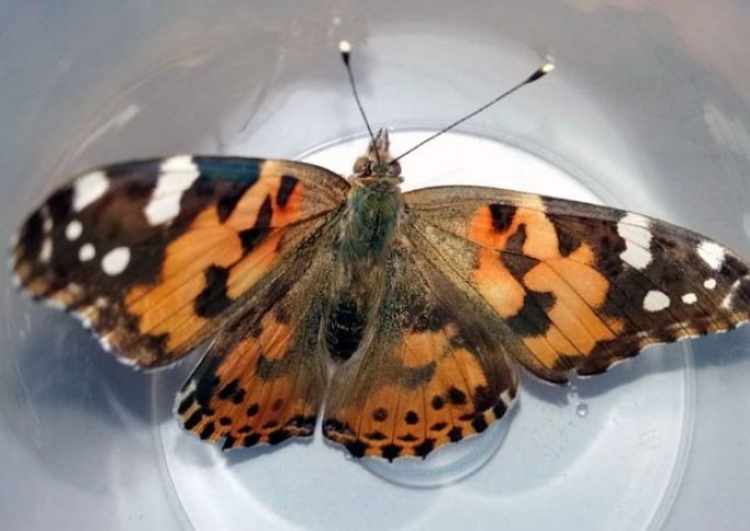 Son günlər ölkədə yayılmış kəpənəklər barədə açıqlama