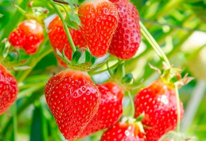 Azərbaycanda "Viktoriya"  çiyələyinin yetişdirilməsi azaldılıb