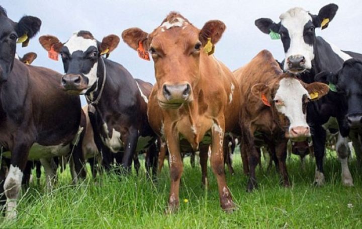 Heyvandarlığın inkişafına dair Dövlət Proqramı hazırlanıb - KƏRİMOV FERMERLƏRLƏ GÖRÜŞÜB