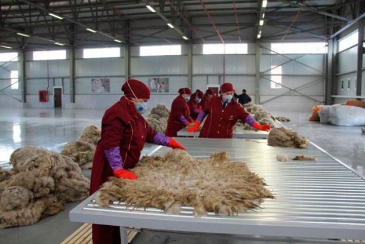 "Azərxalça" əhalidən yun alışına başlayıb - TƏLƏBLƏR