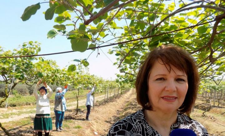 Şəhərdə böyüyüb, müəllimlik edib - İndi Lənkəranda sitrus meyvələri yetişdirir