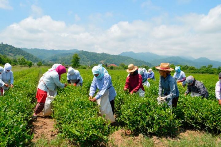 Çay plantasiyalarında bol məhsul var