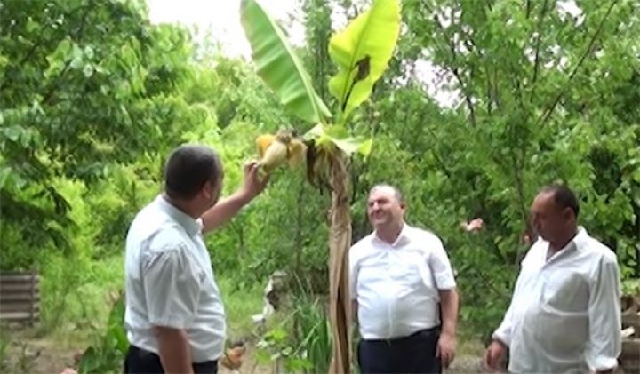 Azərbaycanda ilk dəfə banan yetişdirilib 