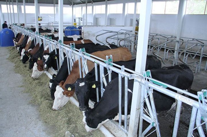 Damazlıq üçün iri kompleks tikiləcək - 12,7 MİLYON MANATLIQ SİFARİŞ