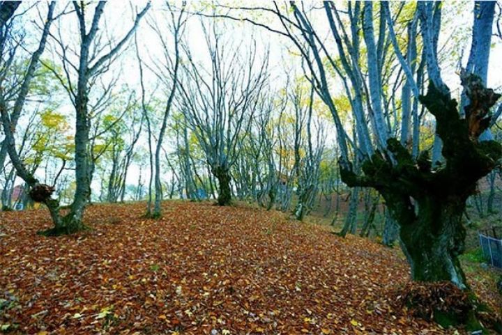 Sabahın hava proqnozu açıqlanıb