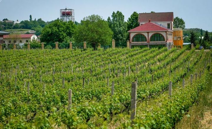 Şamaxıda müasir üzüm tingliyi yaradılacaq - 1 MİLYONLUQ MÜQAVİLƏ