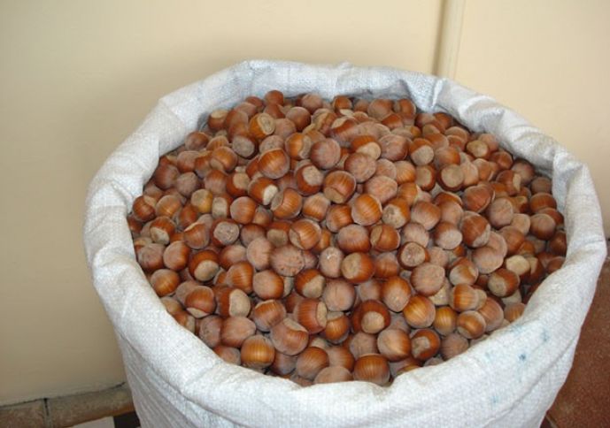 Oğuzda daha 300 hektarda yeni fındıq bağı salınacaq