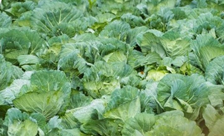 Əkdikləri kələmi sata bilmirlər