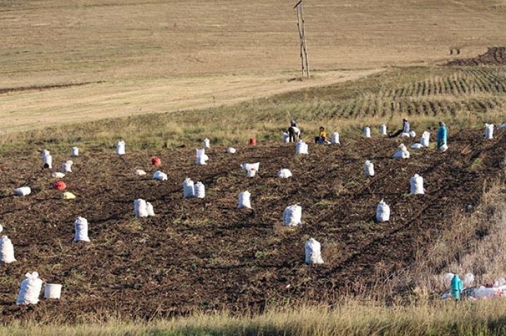 “Telman” daha yüksək nəticə göstərib