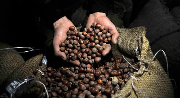 Fındıqdan 1 milyard 592 milyon dollar gəlir götürüb 