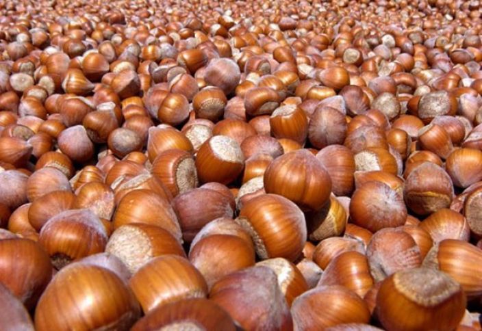 Azərbaycan fındığı Türkiyə və Gürcüstan fındığından baha satılır - BÖYÜK MARAQ YARANIB