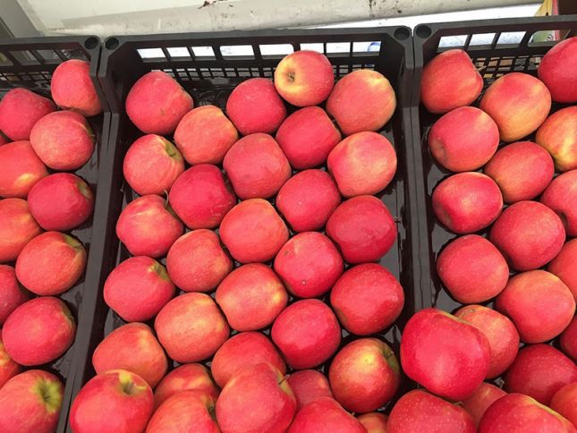 Azərbaycandan Rusiyaya alma xahişi