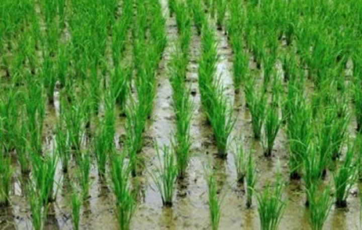 Zərdabın təkcə bir kəndi 109 hektar çəltik əkdi