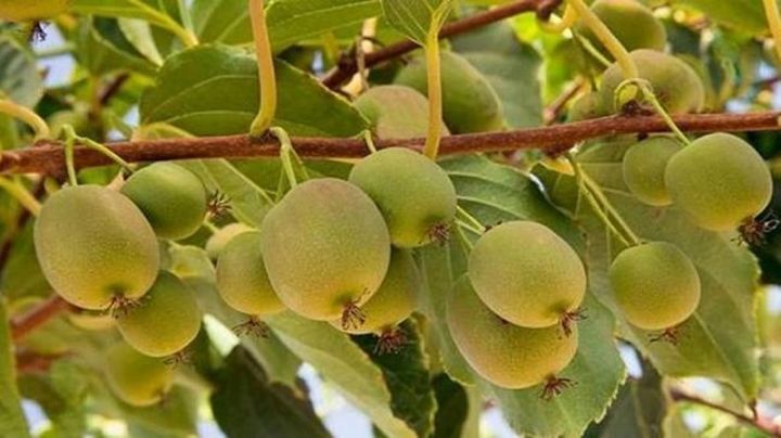 Qiyməti əlverişli olmasına görə sərfəlidir"