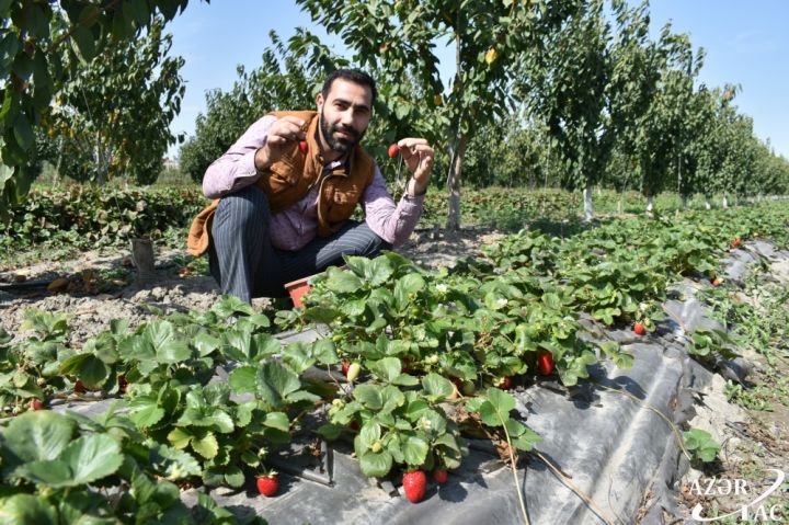 Abibov qardaşları superintensiv üsulla meyvə bağları salıblar