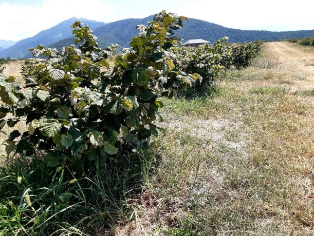 Şirkətlər qrupu yararsız ərazilərdə 2 min hektara yaxın fındıq bağları salıb