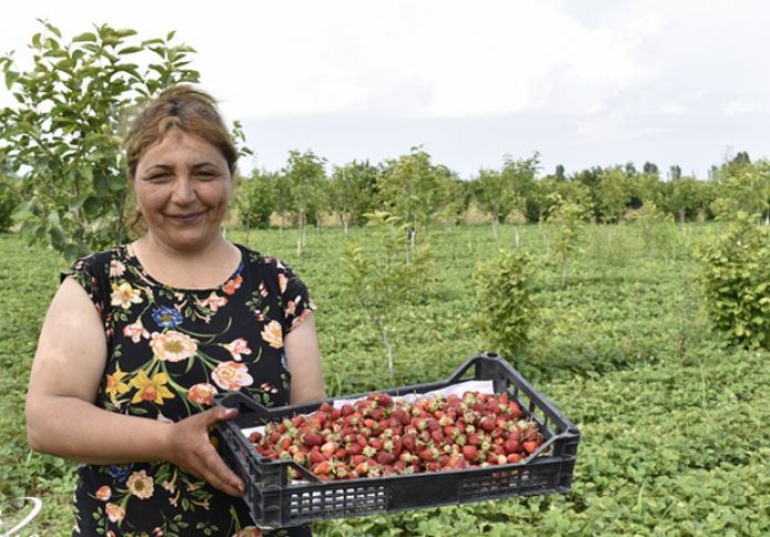 "Yarım hektardan 3-4 ton məhsul götürmək mümkündür"