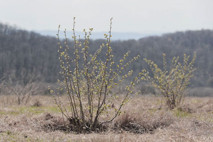 320 hektar ərazi daşlardan təmizlənib, intensiv fındıq bağı salınıb