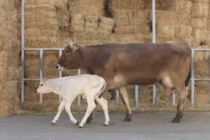 Heyvanların peyvənd edilməsi ilə bağlı haqq müəyyənləşdiriləcək