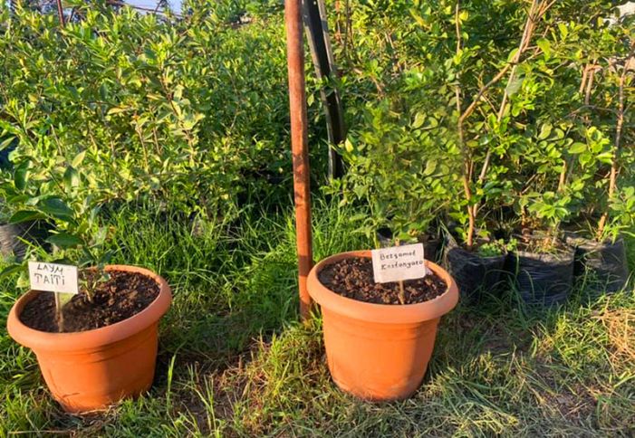 Azərbaycanda 2 yeni sitrus bitkisi becəriləcək