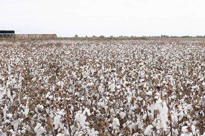 Azərbaycanda pambıq sahələrinin sığorta mövsümü başladı – QİYMƏTLƏR, ŞƏRTLƏR, MİSALLAR