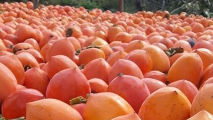 Bu il Azərbaycana 91 milyon dollar valyuta gətirib