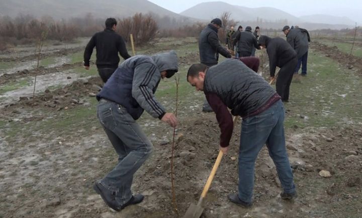Yeni badam bağı salınıb