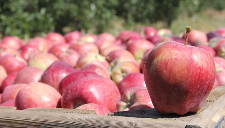 Azərbaycandan Rusiyaya alma ixracı artıb