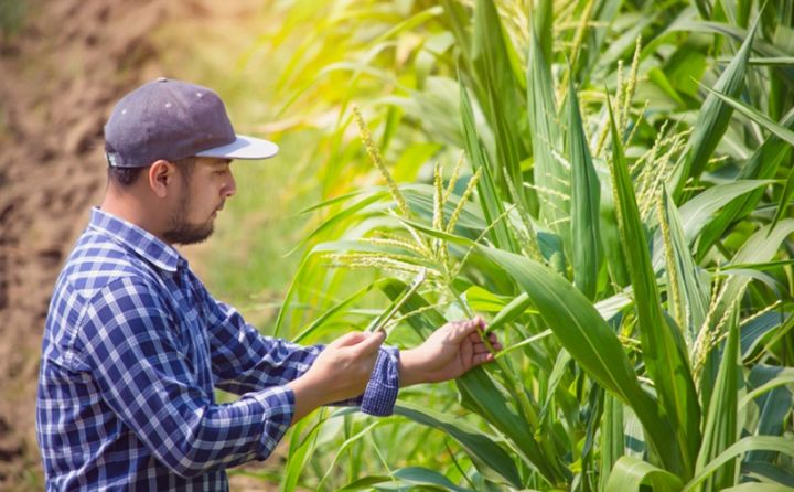 Ərzaq təhlükəsizliyində mühüm rola malik bitkilər üzrə 10 hektardan artıq sahələrə subsidiyalar aqrar sığorta olunmaqla veriləcək