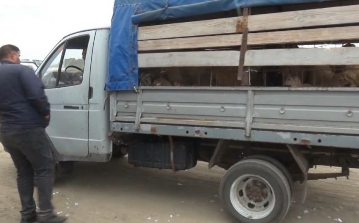 Biləsuvarda mal-qara bazarı başqa əraziyə köçürülüb