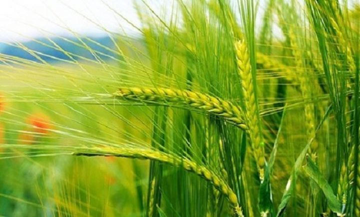 Buğda əkinlərinin güzəştli sığortası başlayıb – ŞƏRTLƏR, MƏBLƏĞLƏR, MİSALLAR