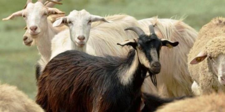 Azərbaycanda qoyun və keçilərin sayı azalıb
