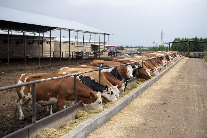 Azərbaycanda iri və xırdabuynuzlu heyvanların sayının azalmasının səbəbləri açıqlanıb