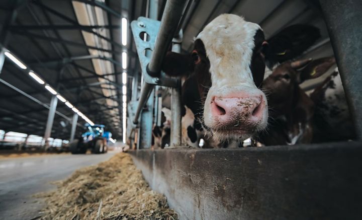 Mal-qaranın illik sığortası cəmi 30 manatdan başlayır – QİYMƏTLƏR AÇIQLANDI