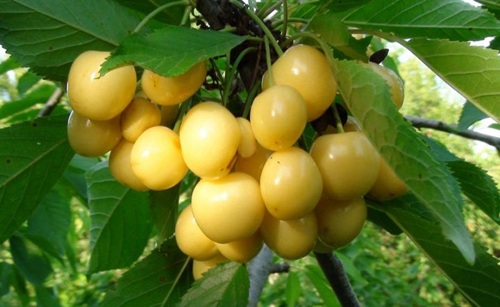 "Ağ gilasa tələbat daha çoxdur"