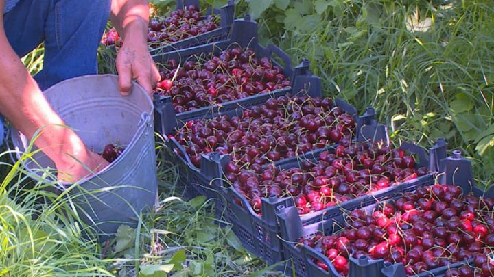 İcra başçısı gilas bağlarında məhsul yığımı ilə tanış olub