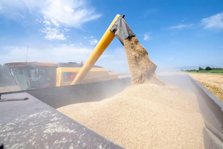 Sahələrdən yığılan taxılın miqdarı açıqlandı  - OPERATİV MƏLUMAT