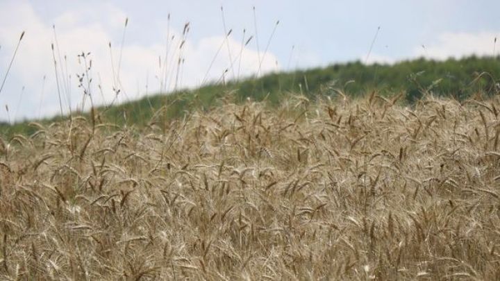 Sanksiya xəbərləri ilə buğda qiymətləri daha da yüksəlib