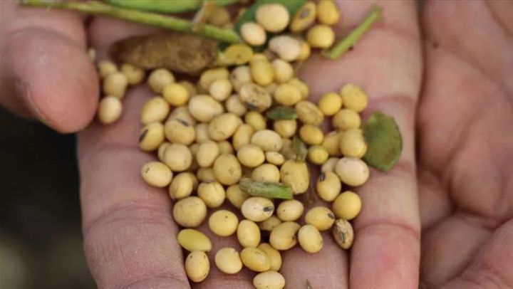 Soya isti hava dalğası ilə bahalaşır