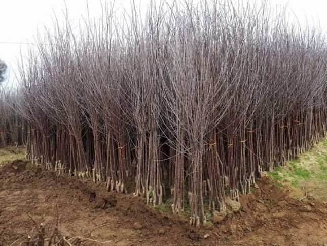 Azərbaycanda ildə 5 milyon ədədə ehtiyac var, böyük hissəsi xaricdən gətirilir