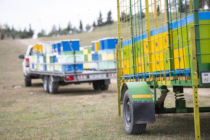 Bu il Kəlbəcər yaylaqlarına 20 mindən çox arı ailəsi köçürüləcək - KÖÇ BAŞLADI