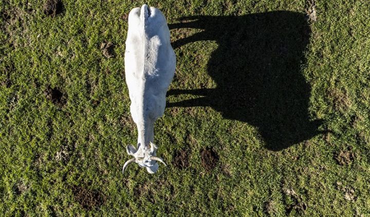 Qlobal ərzaq qiymətləri enməkdə davam edir