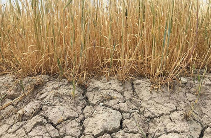 Nazir: Quraqlığa görə 100 min hektar taxıl əkinləri məhv olub