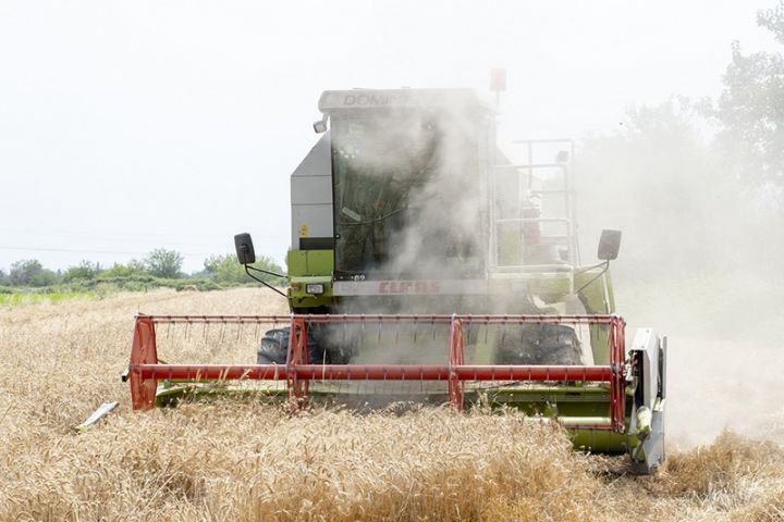 Taxıl sahələrinin 49 faizində biçin başa çatıb